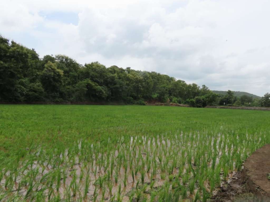 Rice Plantation