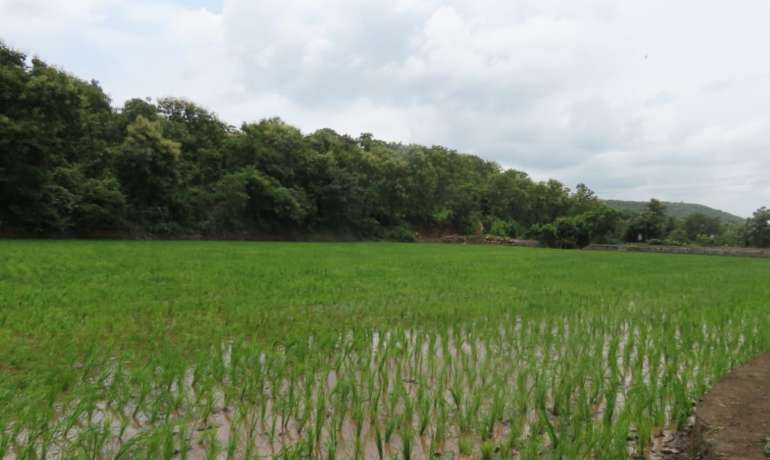 खाचरांमधील भातलावणीचा रम्य अनुभव – Rice Plantation
