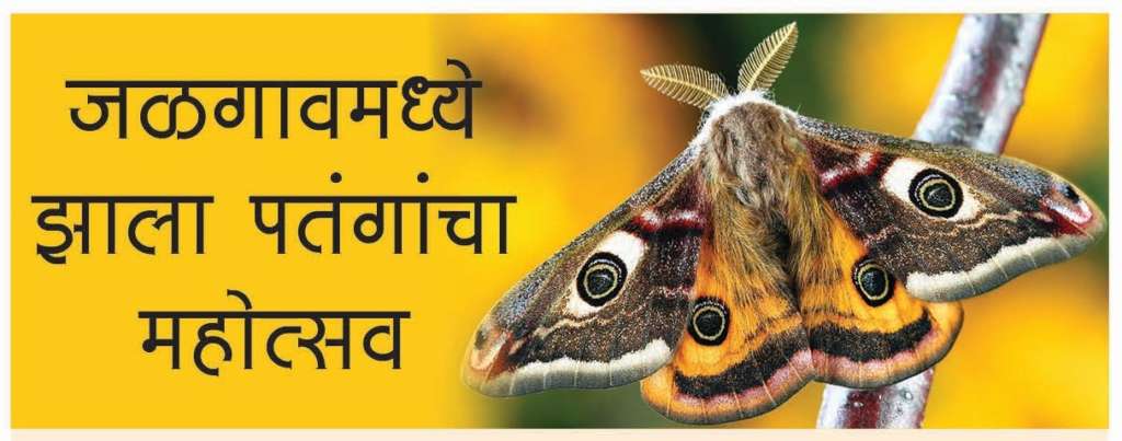 Moth Festival