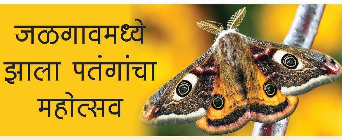 जळगावमध्ये झाला पतंगांचा महोत्सव – Moth Festival