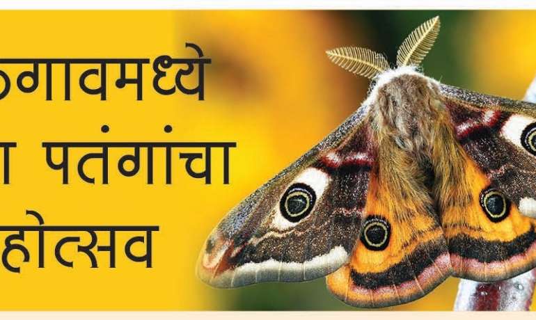 जळगावमध्ये झाला पतंगांचा महोत्सव – Moth Festival