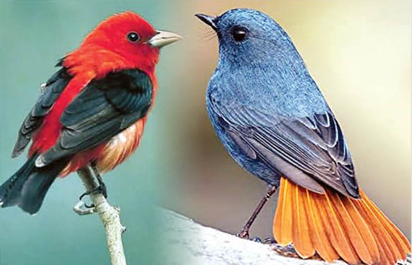 पक्ष्यांची नावं सांगणारं इंटरनेट ऑफ बर्डस ॲप Internet of Birds