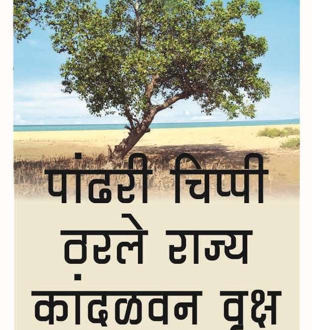 पांढरी चिप्पी ठरले राज्य कांदळवन वृक्ष Sonneratia alba : State Mangrove Tree