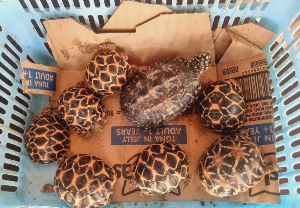 Star Tortoise