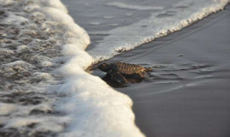 ऑलिव्ह रिडले कासवांच्या पिल्लांची पहिली बॅच समुद्राकडे रवाना