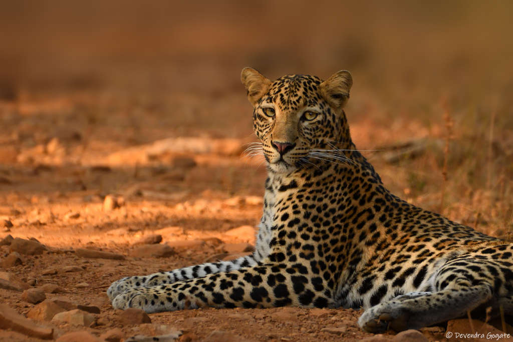 Leopards in Maharashtra