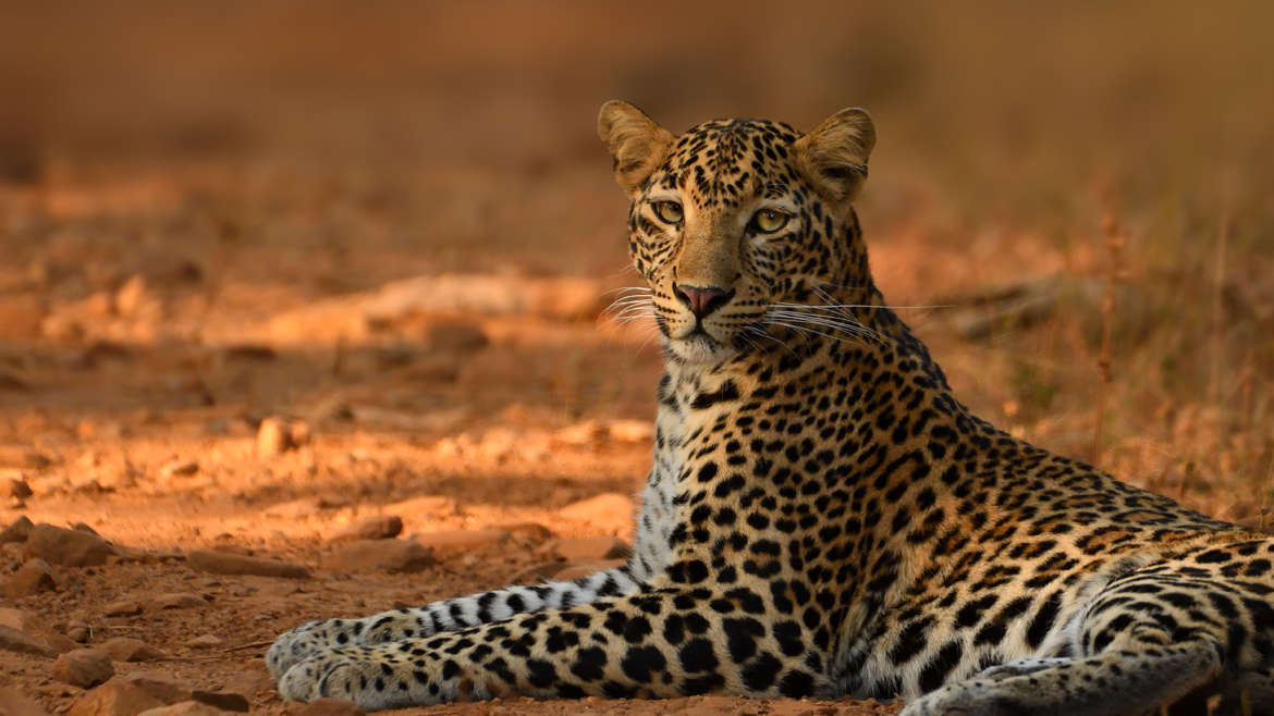 राज्यात सतराशे बिबट्यांचे वास्तव्य Leopards in MH