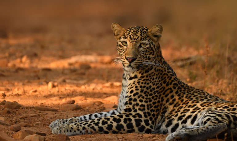 राज्यात सतराशे बिबट्यांचे वास्तव्य Leopards in MH