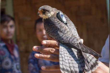 Amur Falcon ने केला पाच हजार किमीचा प्रवास