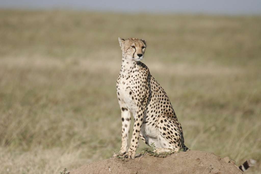 12 cheetah coning to india kuno national park