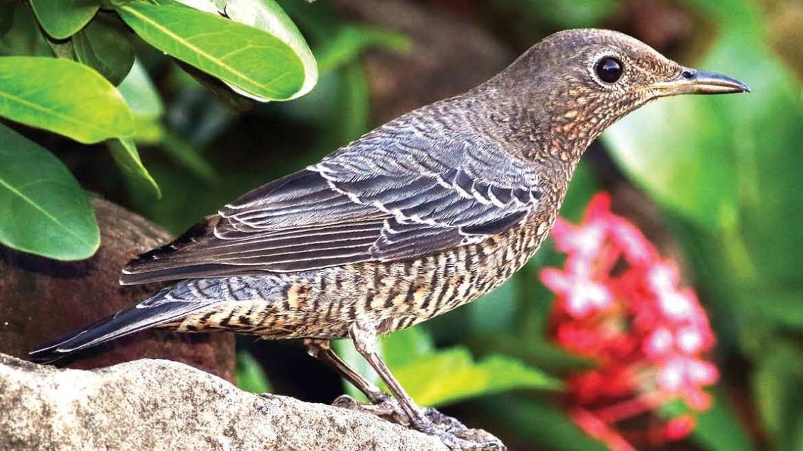 सायबेरियातून कस्तुर पक्षी पुणे दौऱ्यावर Blue Rock Thrush