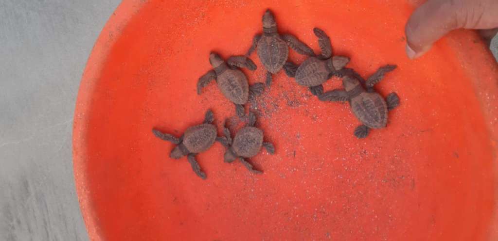 olive ridley turtle konkan