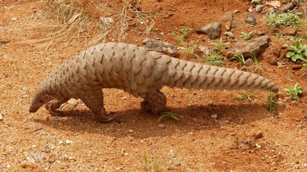 World Pangolin Day