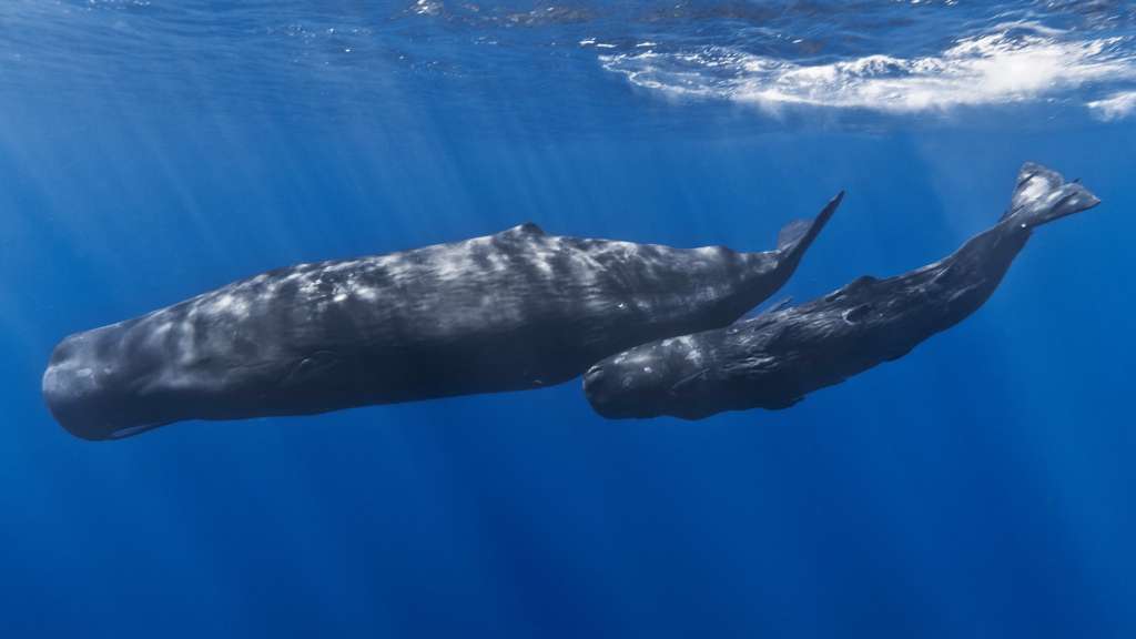 Ambergris Ambergrease Sperm Whale