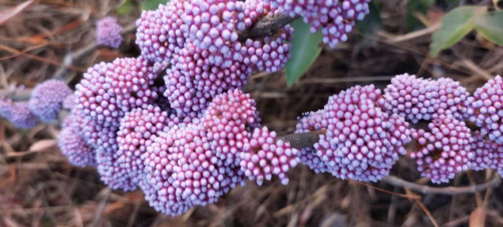 Anjani Memecyclon Umbellatum 