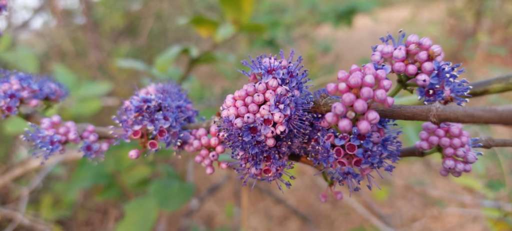 Anjani Memecyclon Umbellatum