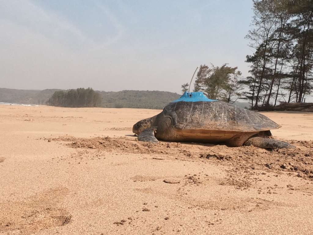 Olive Ridley Turtle Satellite Antena