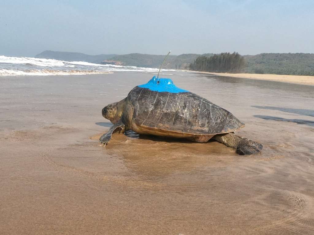Olive Ridley Turtle Satellite Antena