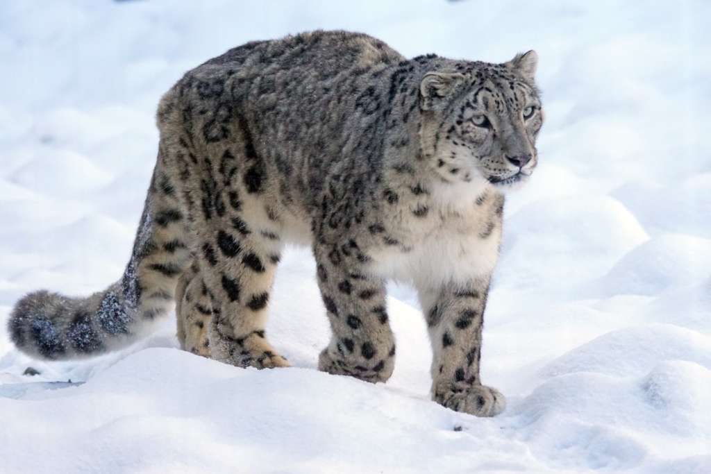 snow leopard uttarakhand