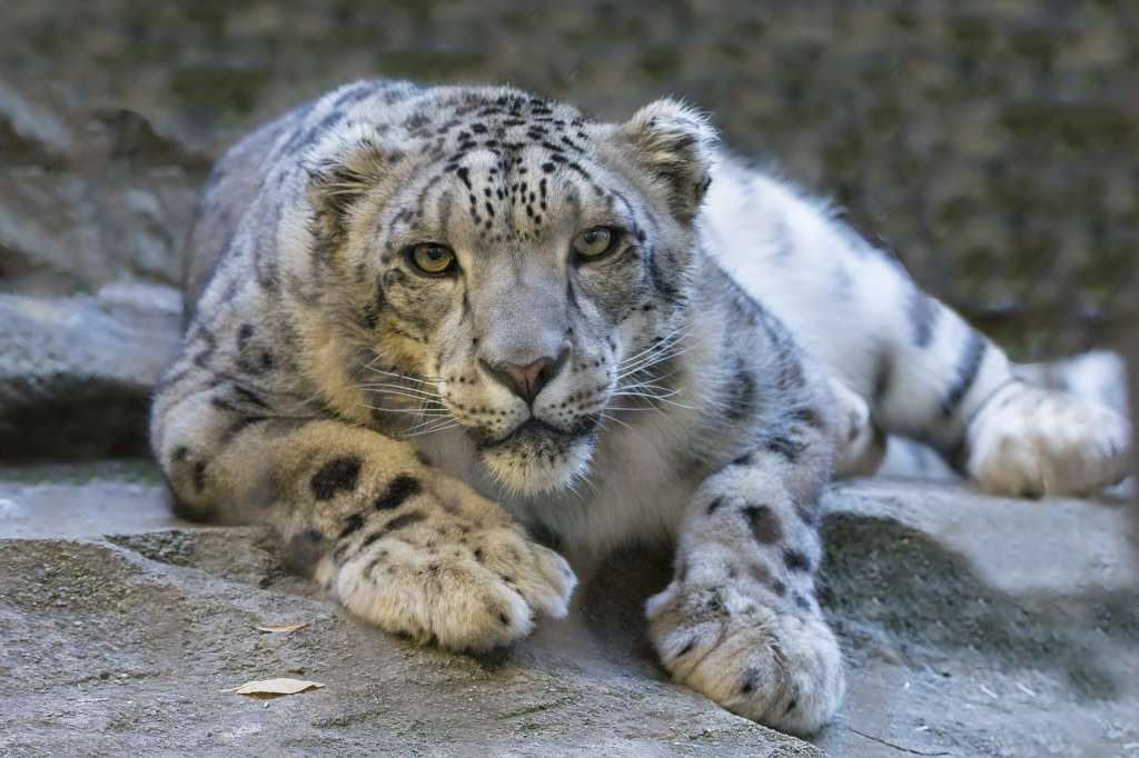 snow leopard uttarakhand