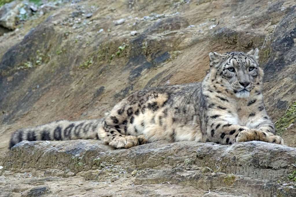 snow leopard uttarakhand