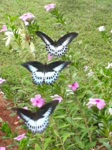 Blue Mormon