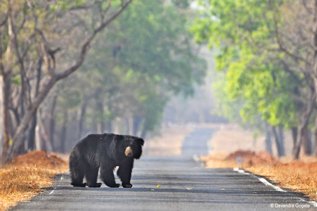 Sloth Bear