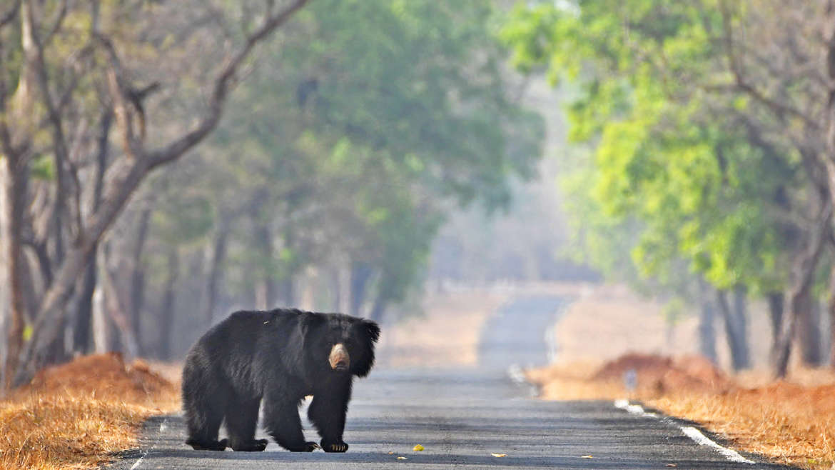 राजस्थानच्या सरिस्का Sariska व्याघ्र प्रकल्पात येणार अस्वल Sloth Bear