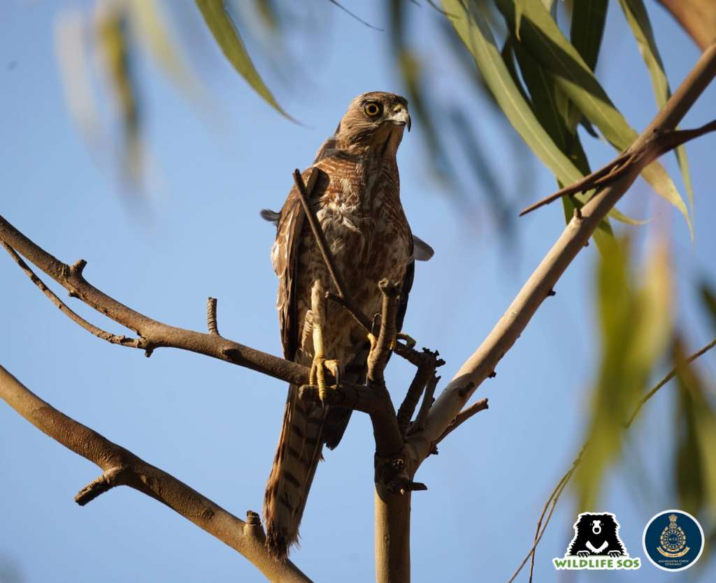 Shikra Wildlife SOS