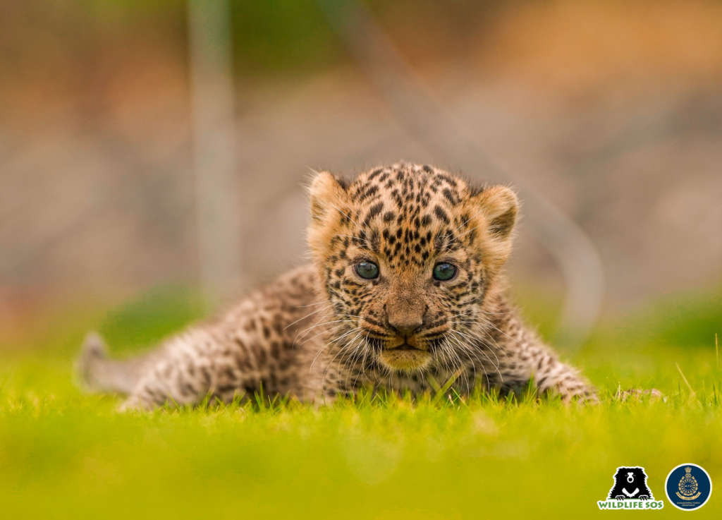 Wildlife SOS Leopard Reunion