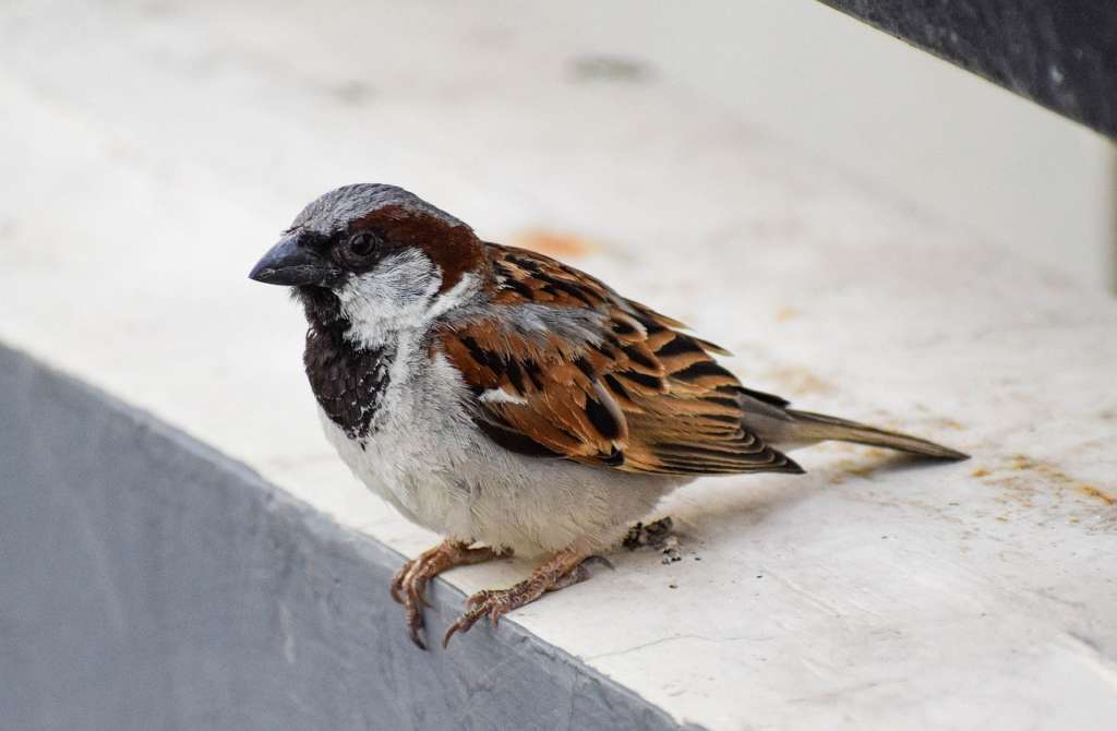world sparrow day