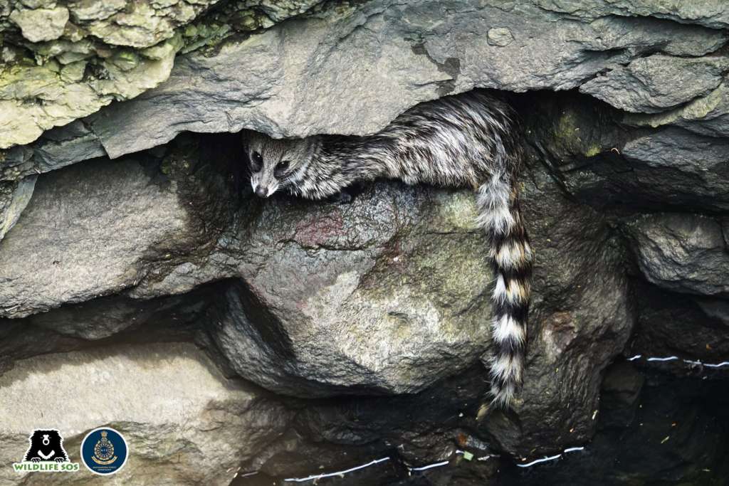 Small Indian Civet