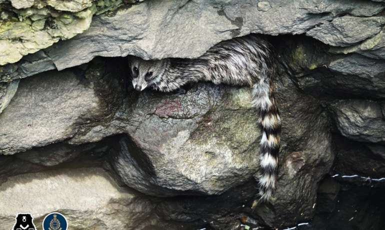 Small Indian Civet Cat ची ४५ फूट खोल विहिरीतून सुटका