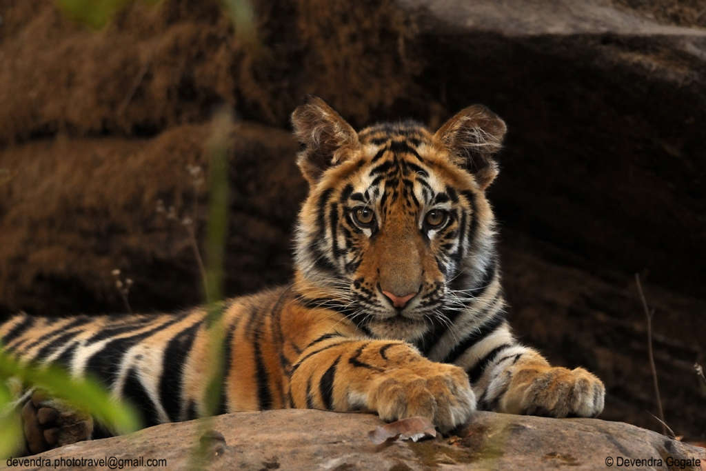 india tiger count 3167
