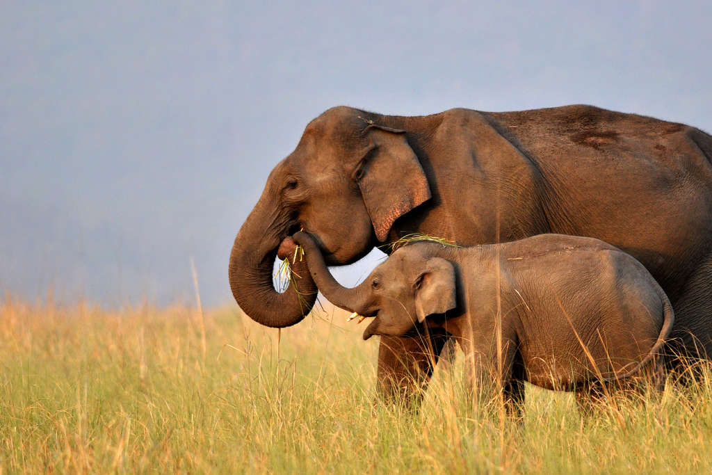 Man Elephant Conflict