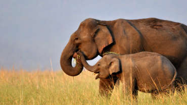 लोकांच्या सहभागातून मानव-वन्यजीव संघर्ष सुटेल Man Elephant Conflict