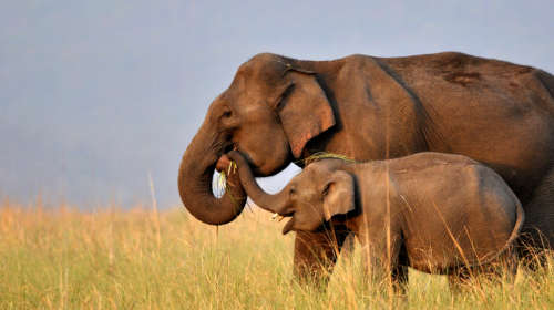 लोकांच्या सहभागातून मानव-वन्यजीव संघर्ष सुटेल Man Elephant Conflict