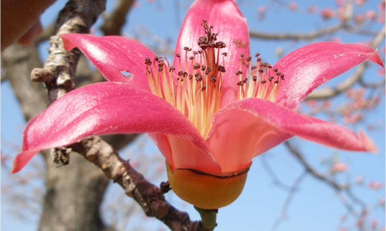 जंगलातील शाल्मलीची फुले Silk Cotton Tree