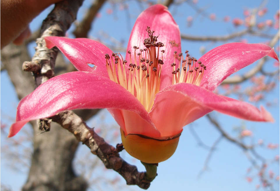 जंगलातील शाल्मलीची फुले Silk Cotton Tree