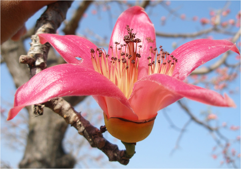 silk cotton tree sawar