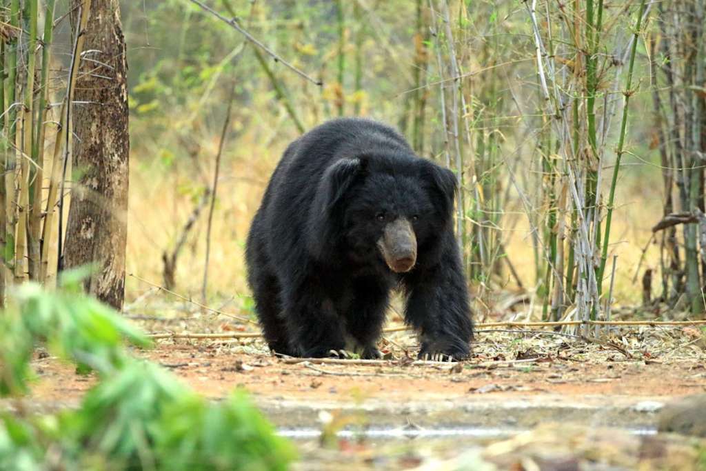 tadoba ai virtual wall