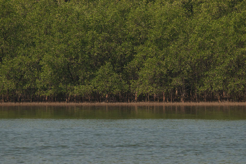 Mangrove Marine Biodiversity Scholarship
