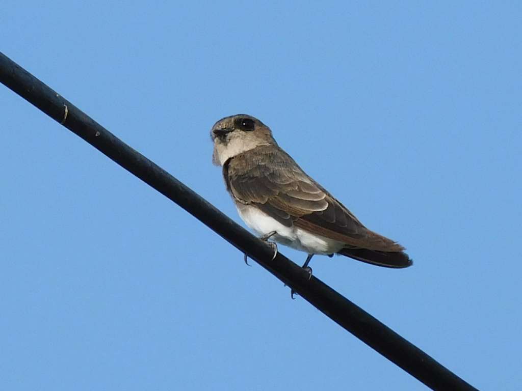 Gray-Throated Martin
