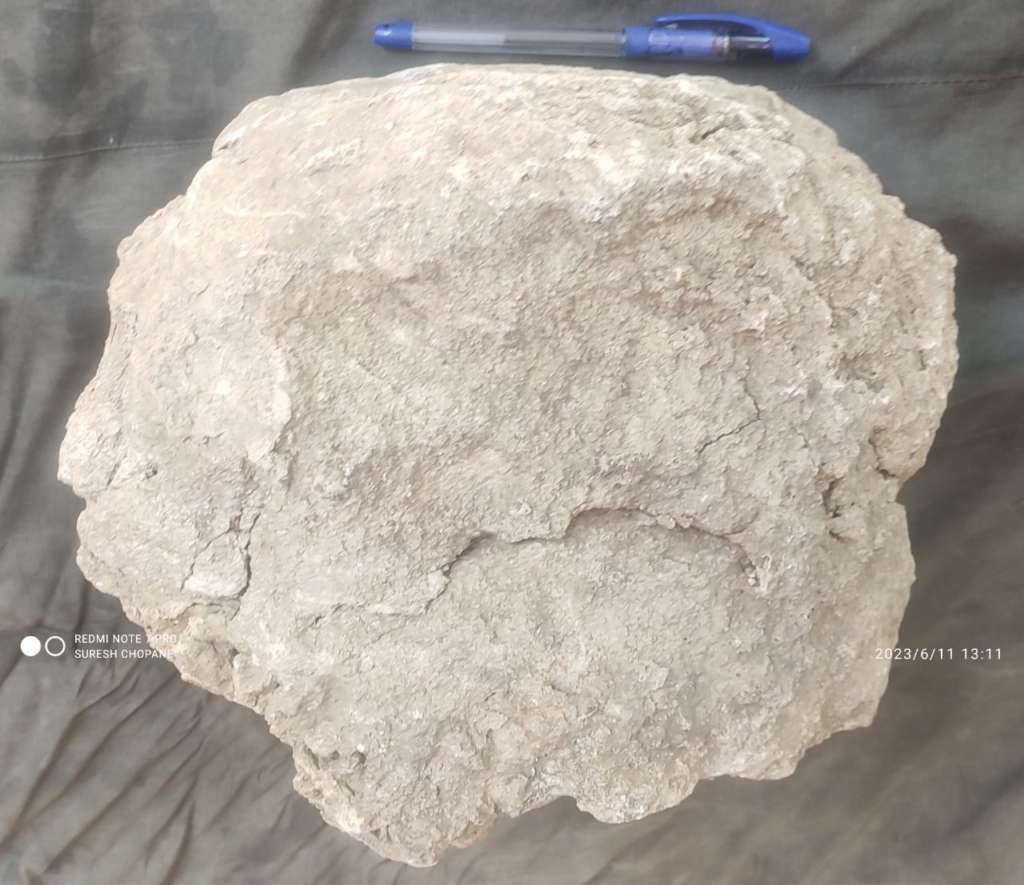 Dinosaur Fossils