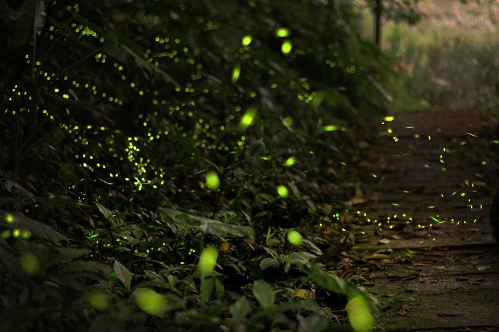 fireflies festival