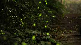 रात्रीच्या प्रकाशाचा अद्भूत खेळ Fireflies