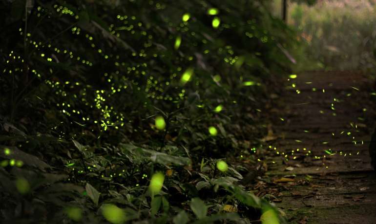 रात्रीच्या प्रकाशाचा अद्भूत खेळ Fireflies