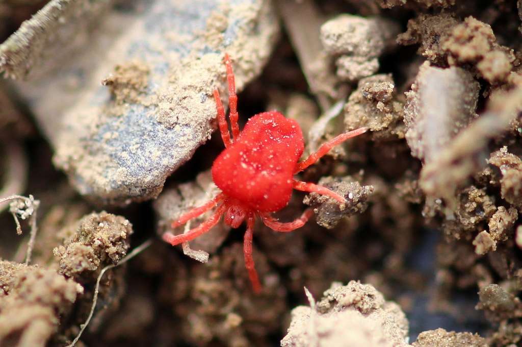 red velvet mite