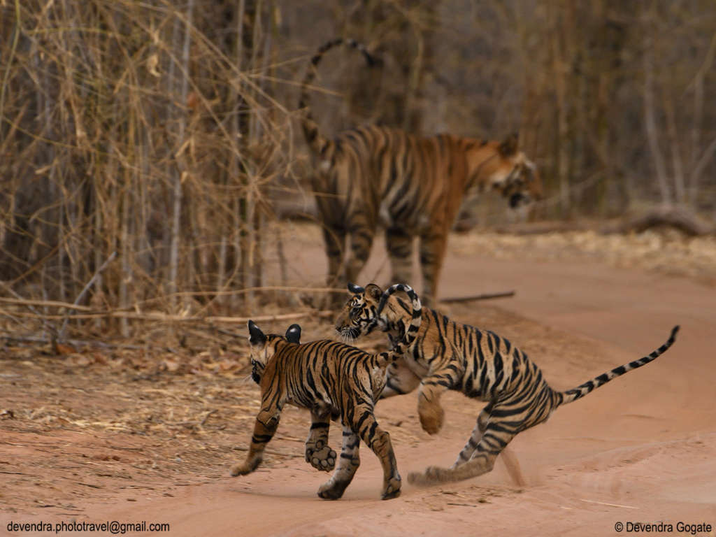 World Tiger Day