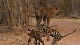 वाघांची संख्या वाढविण्यास भारत यशस्वी World Tiger Day